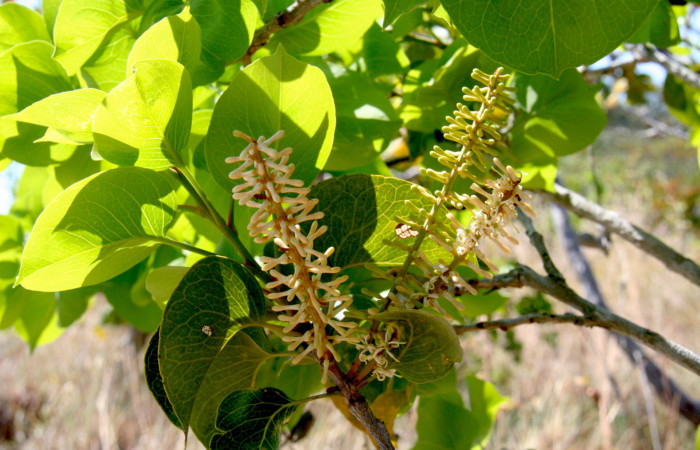 Inflorescencia en la rama con hojas tiernas.