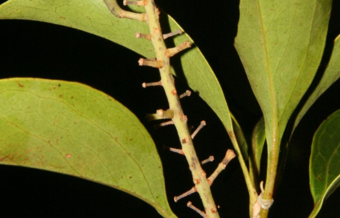 Rama con algunos frutos verdes de <i>Roupala montana</i>.