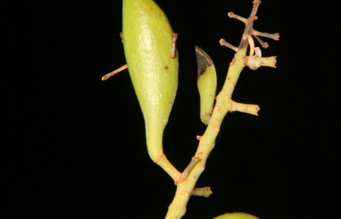 Detalle de frutos inmaduros.
