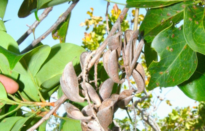 Rama con varios frutos maduros, leñosos.