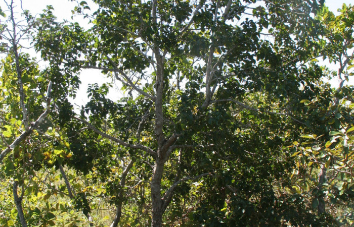 Arbol adulto de <i>Roupala montana</i> creciendo en charrales en el Sector Santa Elena.
