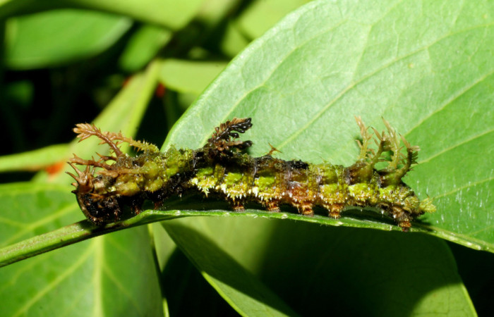 Adelpha celerio en estado de larva vouches Daniel Janzen 06-SRNP-60034-DHJ417993