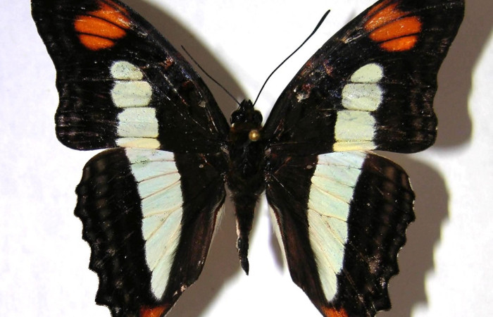 Adulto de Adelpha celerio voucher Daniel Janzen 06-SRNP-60034-DHJ366486