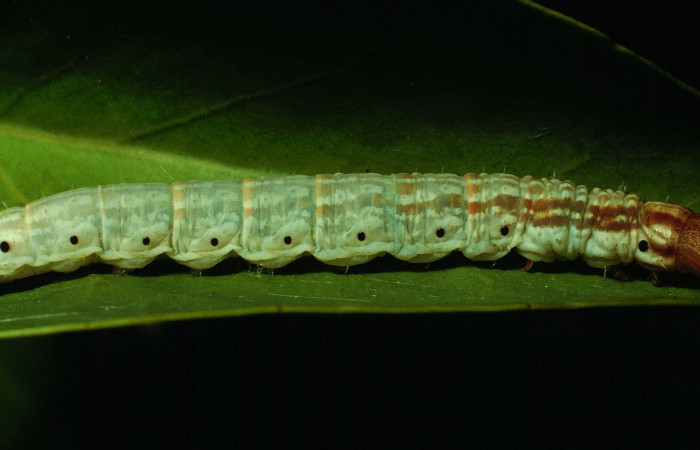 Oruga de Lacosoma valera voucher Daniel Janzen 92-SRNP-334-DHJ14904