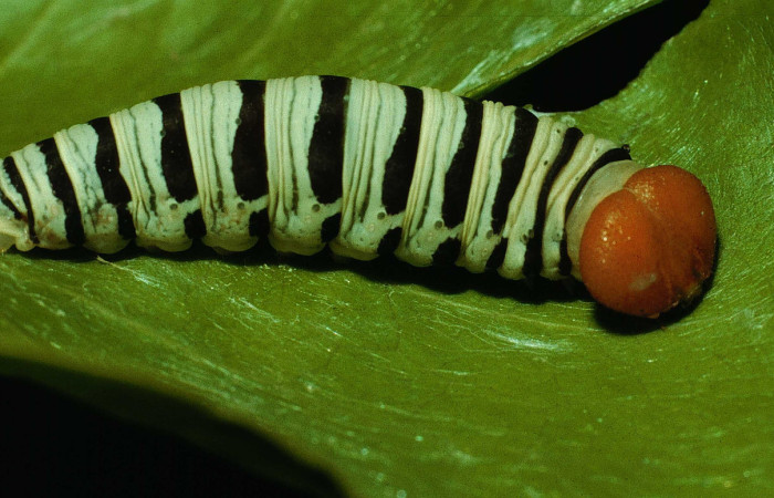 Larva de Drephalys kidonoi voucher Daniel Janzen 93-SRNP-8715-DHJ26662