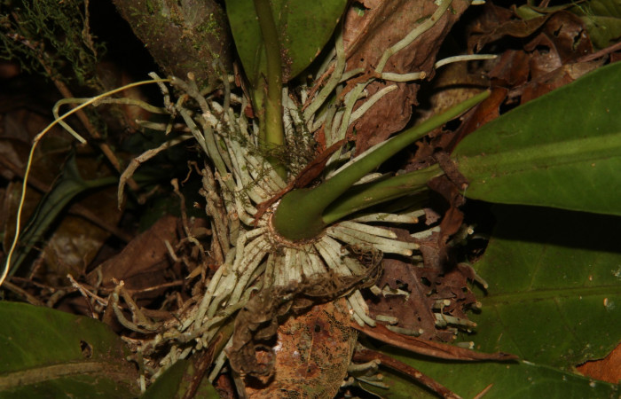 Forma de planta desde la raiz de  <i>Anthurium ochranthum</i>. Estación Pitilla, (ACG) Abril 2019. jpg