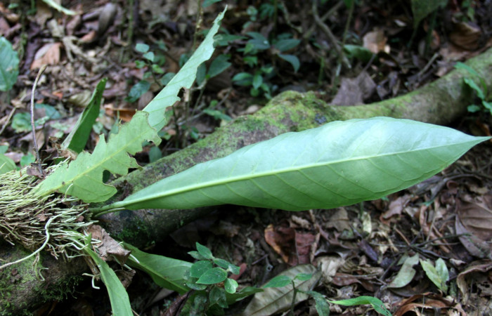 Hoja énves de  <i>Anthurium ochranthum</i> Estación Pitilla, (ACG) Abril 2019.jpg