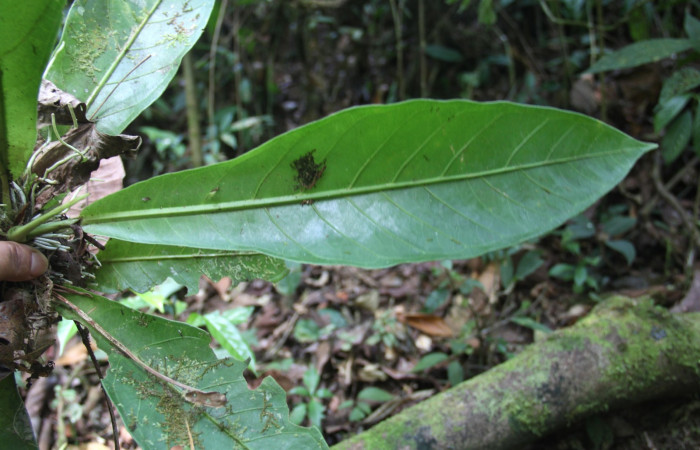 Hoja haz de <i>Anthurium ochranthum</i>, Estación Pitilla, (ACG) Abril 2019.jpg