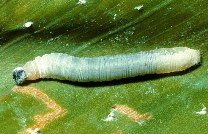 Figura. 10 Larva <i>Thracides phidon</i>, (Hesperiidae), posición dorsal entero  alimentándose en <i>Heliconia irrasa</i>, (Heliconiaceae). (02-SRNP-7252-DHJ66265.jpg).