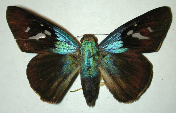 Figura. 11 Adulto <i>Thracides phidon</i>, (Hesperiidae), posición dorsal entero. (96-SRNP-10058-DHJ32106).  