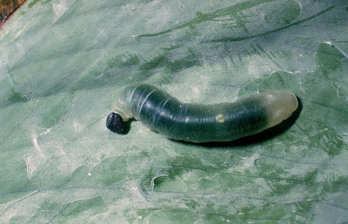 Figura. 12 Larva <i>Talides</i> Burns04, (Hesperiidae), posición dorsal entero  alimentándose en <i>Heliconia irrasa</i>, (Heliconiaceae). (04-SRNP-42615-DHJ87214.jpg).