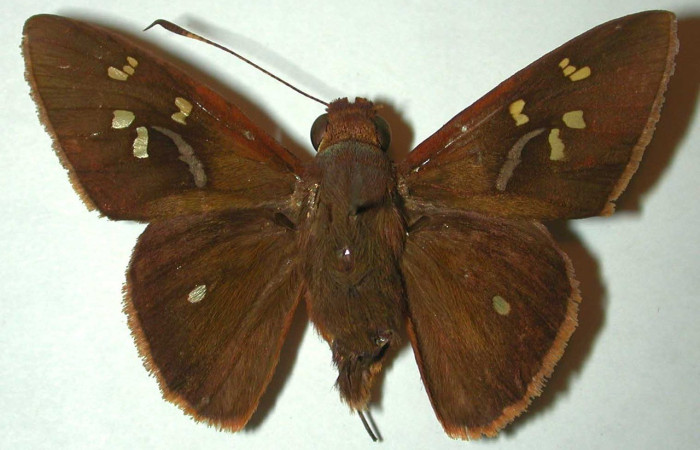 Figura. 13 Adulto <i>Talides</i> Burns04, (Hesperiidae), posición dorsal entero. (95-SRNP-7091-DHJ32082).