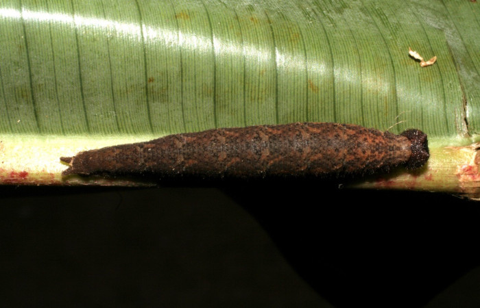 Figura. 14 Larva <i>Pierella incanescens</i>, (Nymphalidae), posición dorsal entero  alimentándose en <i>Heliconia irrasa</i>, (Heliconiaceae). (05-SRNP-41470-DHJ407109.jpg).