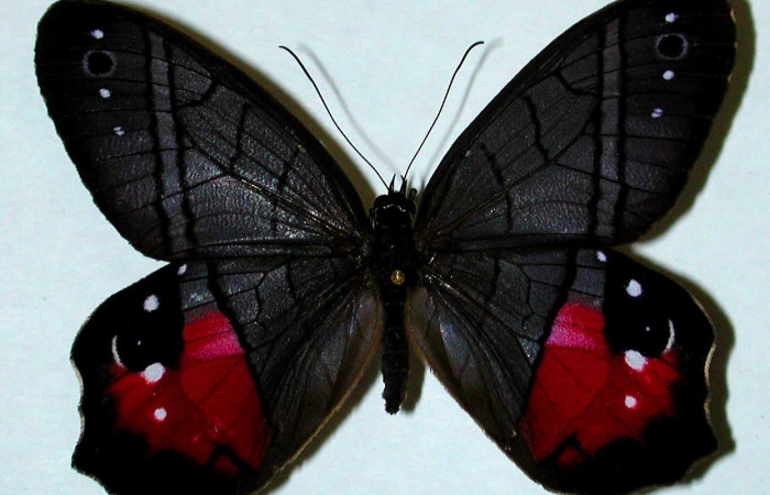 Figura. 15 Adulto <i>Pierella incanescens</i>, (Nymphalidae), posición dorsal entero. (00-SRNP-4485-DHJ35186).