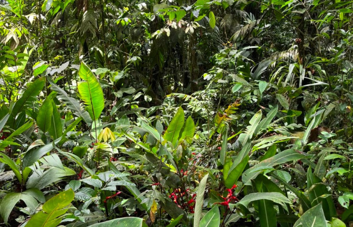 Figura. 1 Habitad, <i>Heliconia irrasa</i>, (Heliconiaceae). Area de Conservación Guanacaste, Sector Rincón  Rain Forest, Estación Leiva selva. Sendero Jacobo (elevación 461 metros), colectada el 29 de julio  2026. Foto, Jorge Hernández.