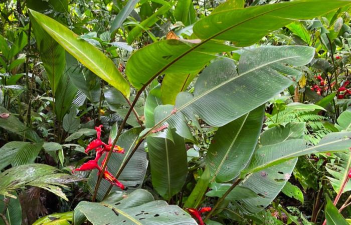 Figura. 2 Habitad, <i>Heliconia irrasa</i>, (Heliconiaceae). Area de Conservación Guanacaste, Sector Rincón  Rain Forest, Estación Leiva selva. Sendero Jacobo (elevación 461 metros), colectada el 29 de julio  2026. Foto, Jorge Hernández.