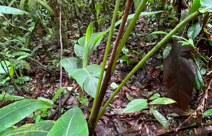 Figura. 3 Posición hojas, <i>Heliconia irrasa</i>, (Heliconiaceae). Area de Conservación Guanacaste, Sector Rincón  Rain Forest, Estación Leiva selva. Sendero Jacobo (elevación 461 metros), colectada el 29 de julio  2026. Foto, Jorge Hernández.