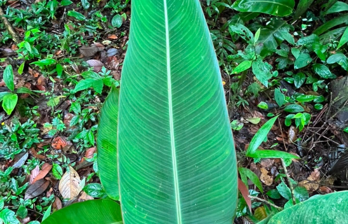 Figura. 4 Hojas haz, <i>Heliconia irrasa</i>, (Heliconiaceae). Area de Conservación Guanacaste, Sector Rincón  Rain Forest, Estación Leiva selva. Sendero Jacobo (elevación 461 metros), colectada el 29 de julio  2026. Foto, Jorge Hernández.