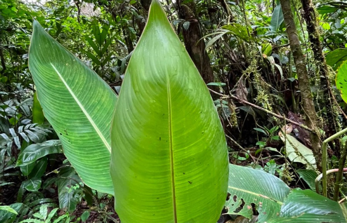 Figura. 5  Hojas envés , <i>Heliconia irrasa</i>, (Heliconiaceae). Area de Conservación Guanacaste, Sector Rincón  Rain Forest, Estación Leiva selva. Sendero Jacobo (elevación 461 metros), colectada el 29 de julio  2026. Foto, Jorge Hernández.