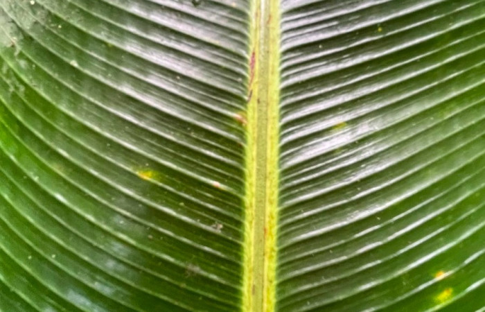 Figura. 6 Nervio central, <i>Heliconia irrasa</i>, (Heliconiaceae). Area de Conservación Guanacaste, Sector Rincón  Rain Forest, Estación Leiva selva. Sendero Jacobo (elevación 461 metros), colectada el 29 de julio  2026. Foto, Jorge Hernández.