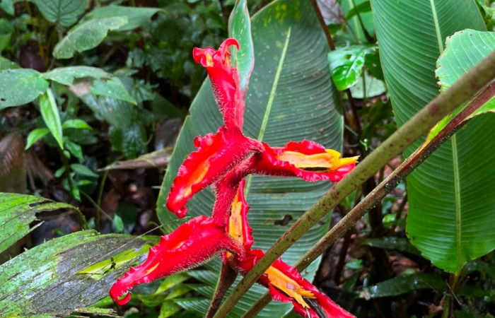 Figura. 7 Flor en espiga, <i>Heliconia irrasa</i>, (Heliconiaceae). Area de Conservación Guanacaste, Sector Rincón  Rain Forest, Estación Leiva selva. Sendero Jacobo (elevación 461 metros), colectada el 29 de julio  2026. Foto, Jorge Hernández.