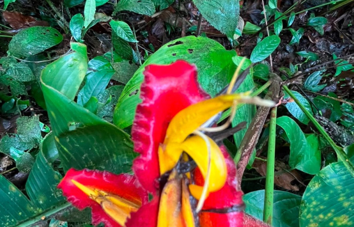 Figura. 8 Flor de frente, <i>Heliconia irrasa</i>, (Heliconiaceae). Area de Conservación Guanacaste, Sector Rincón  Rain Forest, Estación Leiva selva. Sendero Jacobo (elevación 461 metros), colectada el 29 de julio  2026. Foto, Jorge Hernández.