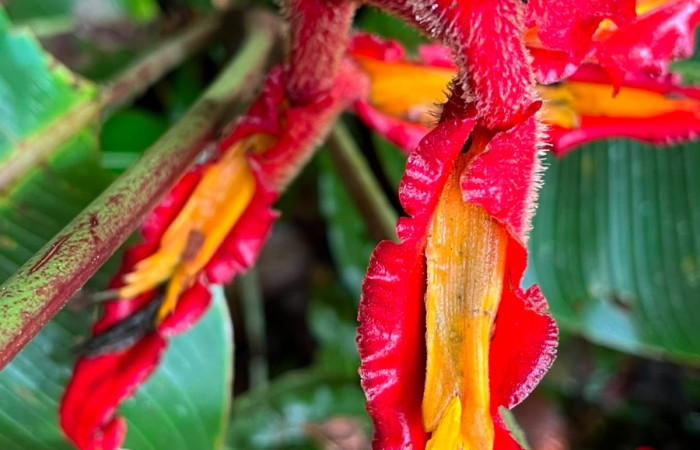 Figura. 9 Flor de frente, <i>Heliconia irrasa</i>, (Heliconiaceae). Area de Conservación Guanacaste, Sector Rincón  Rain Forest, Estación Leiva selva. Sendero Jacobo (elevación 461 metros), colectada el 29 de julio  2026. Foto, Jorge Hernández.