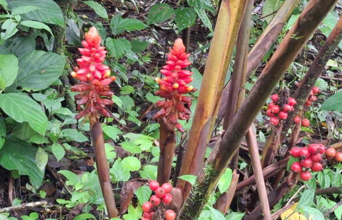Flores y frutos de <i>Renealmia alpinia</i> (Zingiberaceae). Sector San Cristóbal, Vado Río Cucaracho. Voucher 20260822_115643.jpg.  