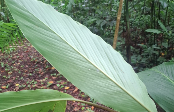  Envés de hoja de <i>Renealmia alpinia</i> (Zingiberaceae). Sector San Cristóbal, Vado Río Cucaracho. Voucher 20260529_104140.jpg.  