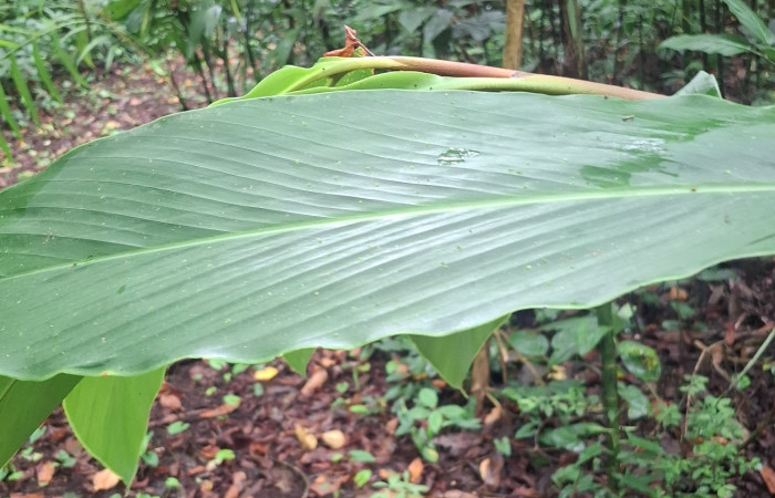  Haz de hoja de <i>Renealmia alpinia</i> (Zingiberaceae). Sector San Cristóbal, Vado Río Cucaracho. Voucher 20260529_104159.jpg.  
