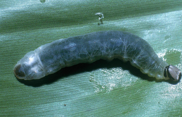  Larva en posición lateral de <i>Cynea megalops</i> (Hesperiidae), U estadio. Sector Rincon Rain Forest, Sendero Rincon, Sendero Rincon. Voucher 04-SRNP-41183-DHJ85339.jpg.