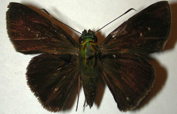  Adulto en posición dorsal de <i>Cynea megalops</i> (Hesperiidae). Sector Rincon Rain Forest, Sendero Rincon. Voucher 00-SRNP-11393-DHJ32946.