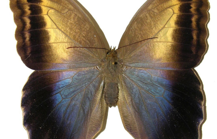  Adulto en posición dorsal de <i>Caligo menus</i> (Nymphalidae),. Sector Cacao, Puente Gongora. Voucher 02-SRNP-23602-DHJ308486.
