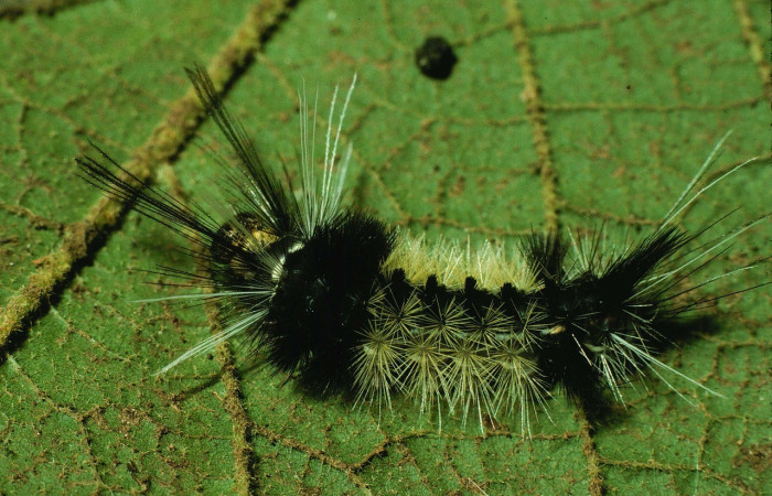  Larva en posición dorsal de <i>Carales astur</i> (Erebidae), U estadio. Sector Santa Rosa, Bosque San Emilio. Voucher 95-SRNP-8654-DHJ25804.jpg.