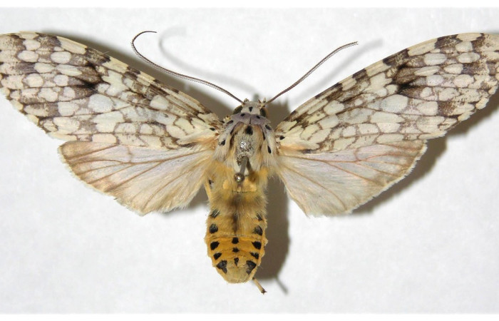  Adulto en posición dorsal de <i>Carales astur</i> (Erebidae),. Sector San Cristóbal, Puente Palma. Voucher 04-SRNP-60084-DHJ316648.