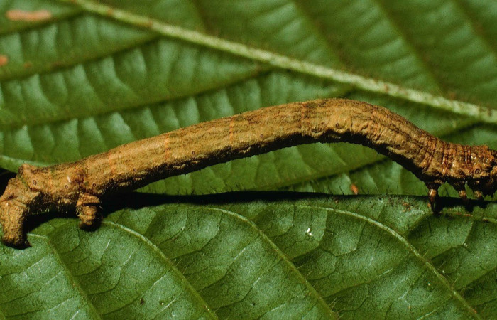  Larva en posición dorsal de <i>Ischnopteris</i> bryiferaDHJ01 (Geometridae), U estadio. Sector San Cristóbal, Quebrada Cementerio, Canyon Rio Mena. Voucher 99-SRNP-4413-DHJ51042.jpg.