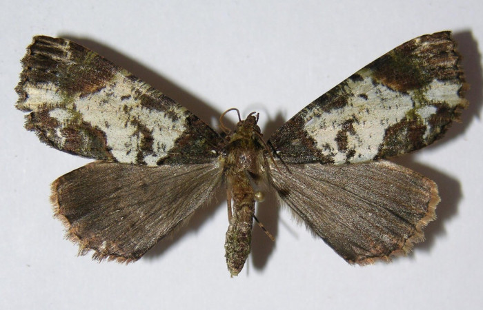  Adulto en posición dorsal de <i>Ischnopteris</i> bryiferaDHJ01(Geometridae),. Sector Pitilla, Sendero Ocho. Voucher 04-SRNP-55521-DHJ326474.