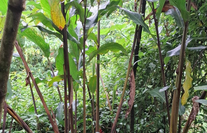  Flores de <i>Renealmia alpinia</i> (Zingiberaceae). Sector San Cristóbal, Vado Río Cucaracho. Voucher 20260822_115743.jpg.  
