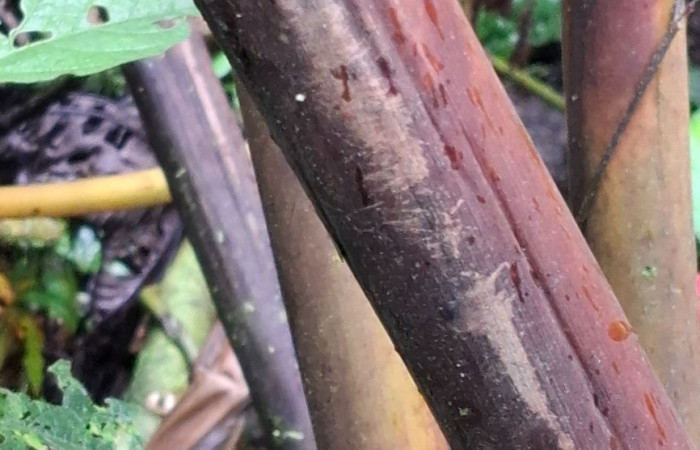  Tallos de <i>Renealmia alpinia</i> (Zingiberaceae). Sector San Cristóbal, Vado Río Cucaracho. Voucher 20260822_114801.jpg.  
