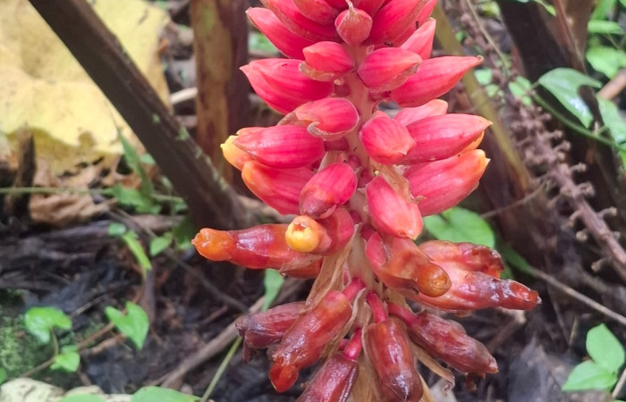  Flores de <i>Renealmia alpinia</i> (Zingiberaceae). Sector San Cristóbal, Vado Río Cucaracho. Voucher 20260529_100351.jpg.  