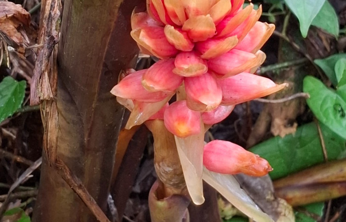  Flores de <i>Renealmia alpinia</i> (Zingiberaceae). Sector San Cristóbal, Vado Río Cucaracho. Voucher 20260822_115338.jpg.  