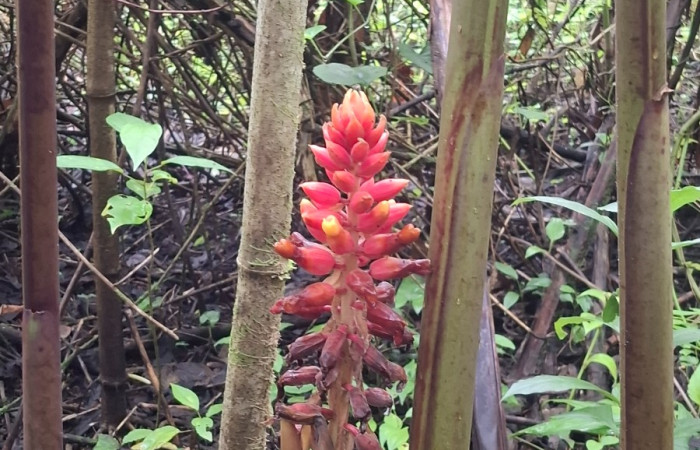  Flores de <i>Renealmia alpinia</i> (Zingiberaceae). Sector San Cristóbal, Vado Río Cucaracho. Voucher 20260529_100338.jpg.  