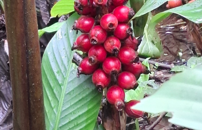 Frutos de <i>Renealmia alpinia</i> (Zingiberaceae). Sector San Cristóbal, Vado Río Cucaracho. Voucher 20260822_114743jpg.  