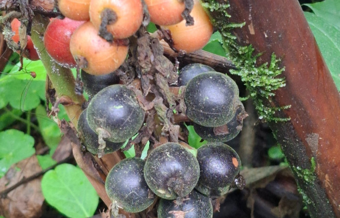  Frutos de <i>Renealmia alpinia</i> (Zingiberaceae). Sector San Cristóbal, Vado Río Cucaracho. Voucher 20260822_115528.jpg.  