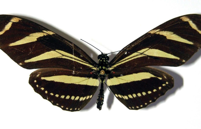 Fig.1. Adulto de <i>Heliconius vazquezae</i> (Nymphalidae), vista dorsal. 69mm de envergadura. Voucher: 03-SRNP-3460-DHJ96454.jpeg. 