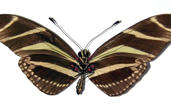 Fig.2. Adulto de <i>Heliconius vazquezae</i> (Nymphalidae), vista ventral. 64mm de envergadura. Voucher: 03-SRNP-3461-DHJ96449.jpeg. 