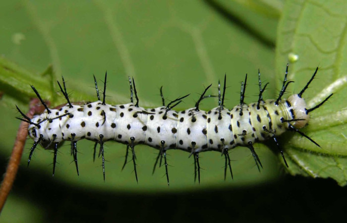 Fig.03. Larva de <i>Heliconius vazquezae</i> (Nymphalidae), vista dorsal, último estadío, 28mm de longitud, foto 02 Julio 2005. Voucher: 05-SRNP-32362-DHJ404631.jpeg.