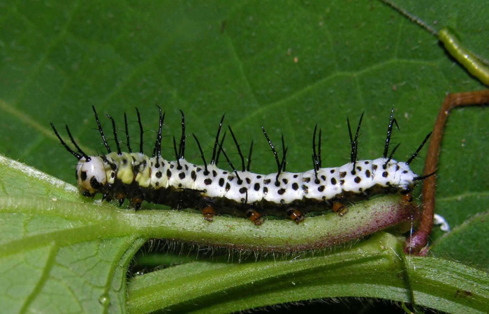 Fig.04. Larva de <i>Heliconius vazquezae</i> (Nymphalidae), vista lateral, último estadío, 28mm de longitud, foto 02 Julio 2005. Voucher: 05-SRNP-32362-DHJ404628.jpeg.