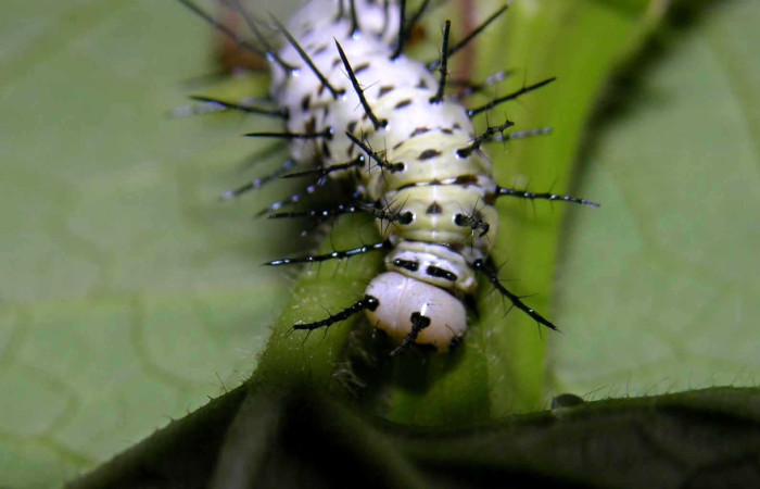 Fig.05. Larva de <i>Heliconius vazquezae</i> (Nymphalidae) cabeza vista dorsal, último estadío, 28mm de longitud, foto 02 Julio 2005. Voucher: 05-SRNP-32362-DHJ404630.jpeg.