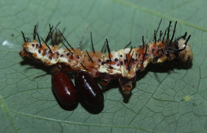 Fig.06. Larva de <i>Heliconius vazquezae</i> (Nymphalidae), vista lateral, parasitada, penúltimo estadío, 24mm de longitud, foto 20 Marzo 2015. Voucher: 15-SRNP-70633-DHJ727209.jpeg.